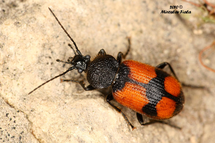 Panagaeus cruxmajor - křižák velký