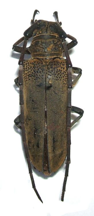 Apriona germari parvigranula