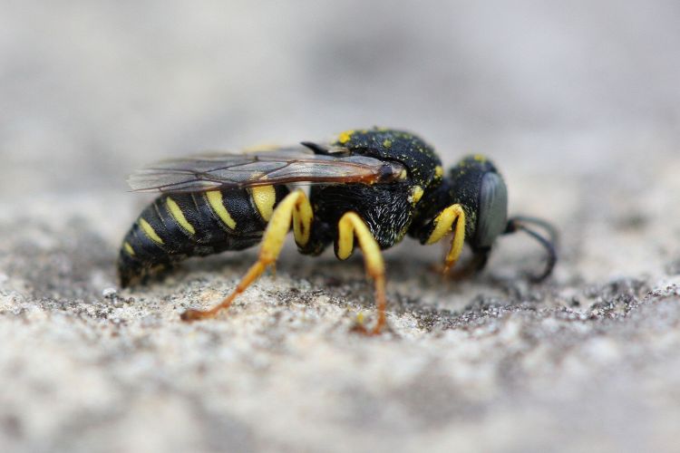 Oxybelus argentatus debeaumonti
