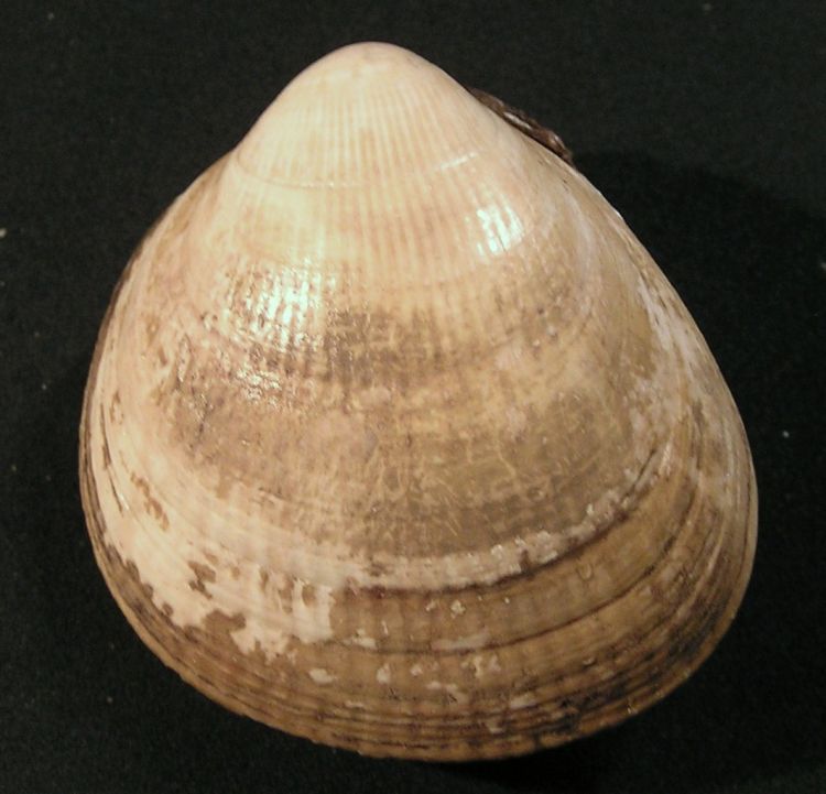Laevicardium crassum