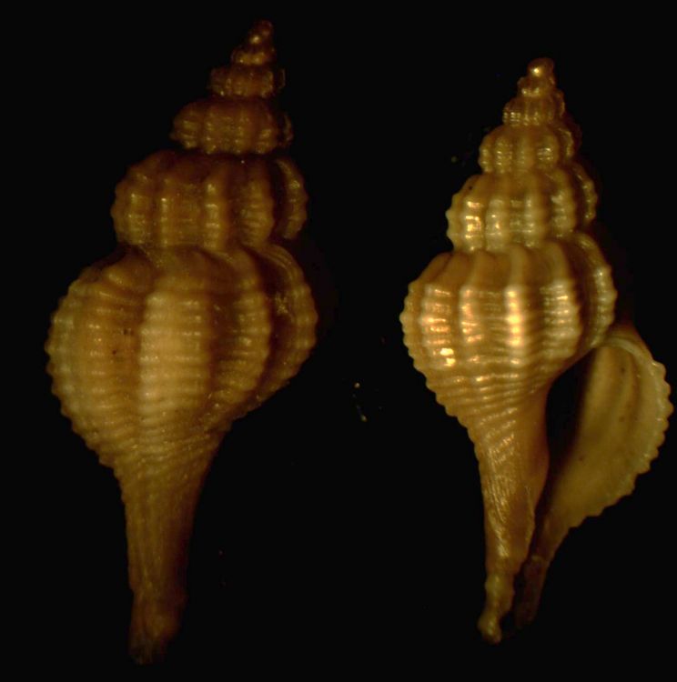 Trophonopsis muricatus