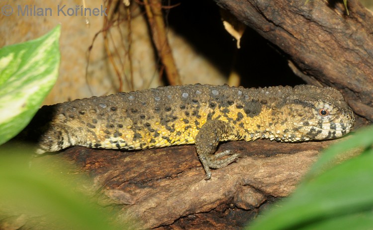 Shinisaurus crocodilurus - krokodýlovec čínský