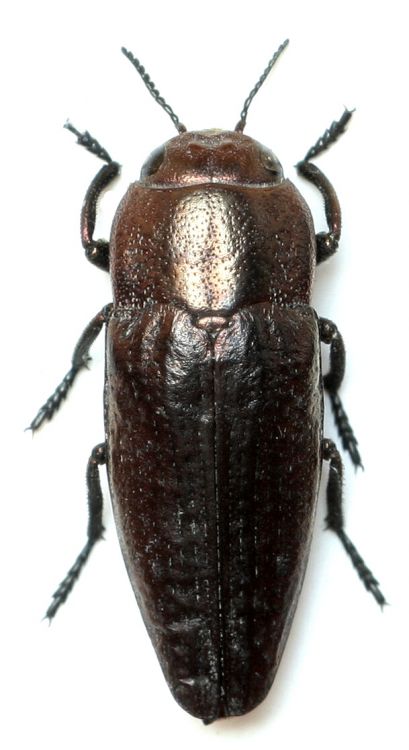 Sphenoptera antiqua