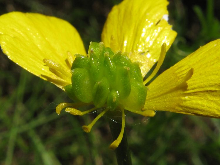 Ranunculus polyanthemos - pryskyřník mnohokvětý