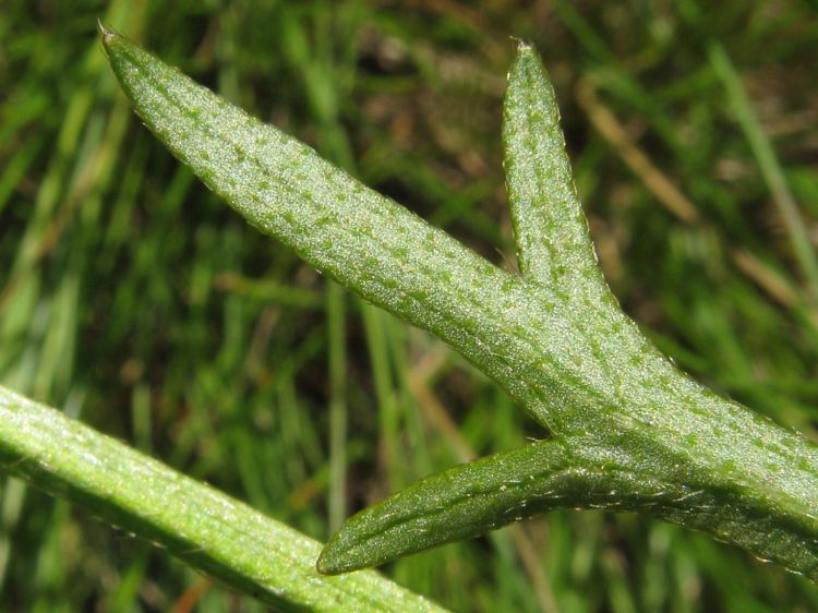 Ranunculus polyanthemos - pryskyřník mnohokvětý