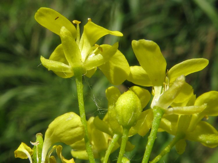 Bunias orientalis - rukevník východní