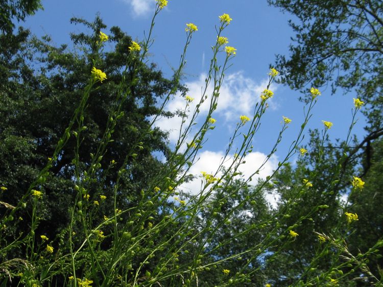 Bunias orientalis - rukevník východní
