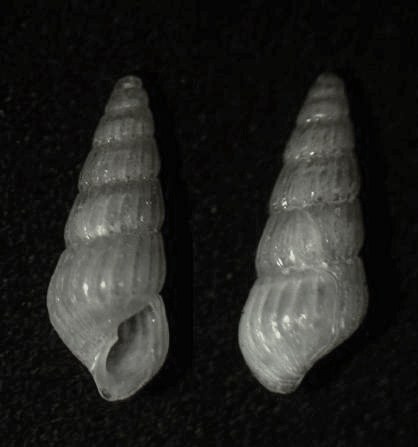 Parthenina terebellum
