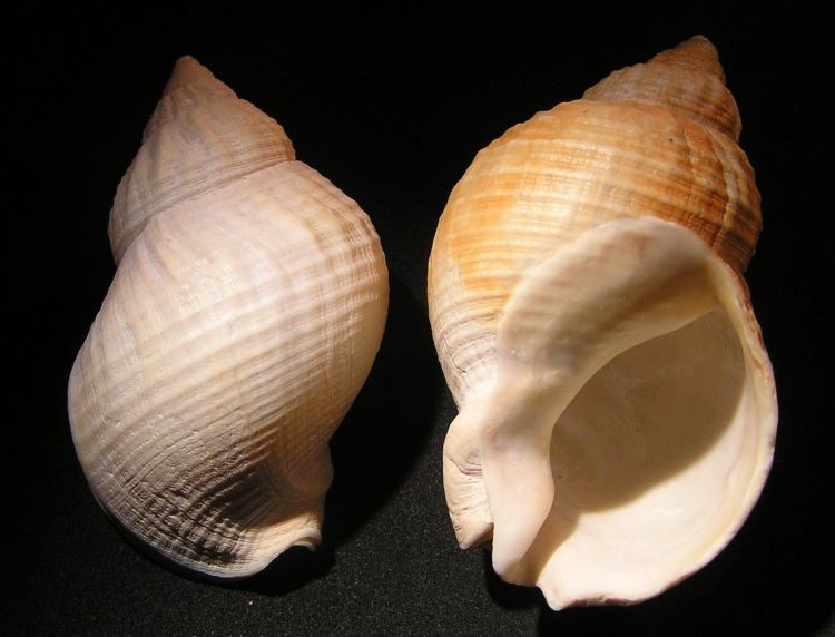 Buccinum undatum - Common Whelk
