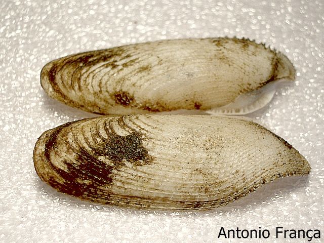 Pholas dactylus - skulař vrtavý
