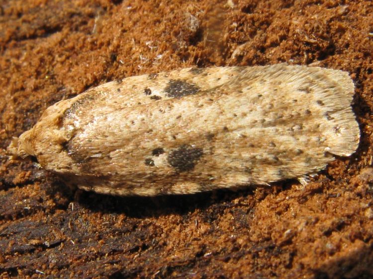 Agonopterix arenella - Brindled Flat-body
