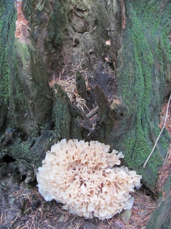 Sparassis brevipes