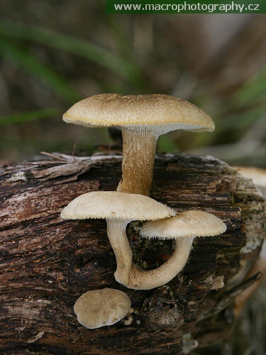 Lentinus arcularius - choroš plástvový
