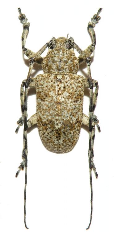 Coptops leucosticticus leucosticticus