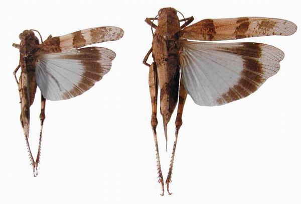 Oedipoda caerulescens caerulescens - Blue-winged Grasshopper