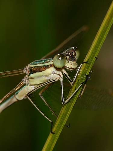Lestes barbarus - šídlatka brvnatá