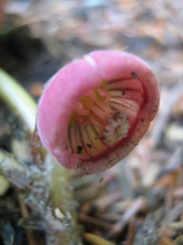 Asarum geophyllum