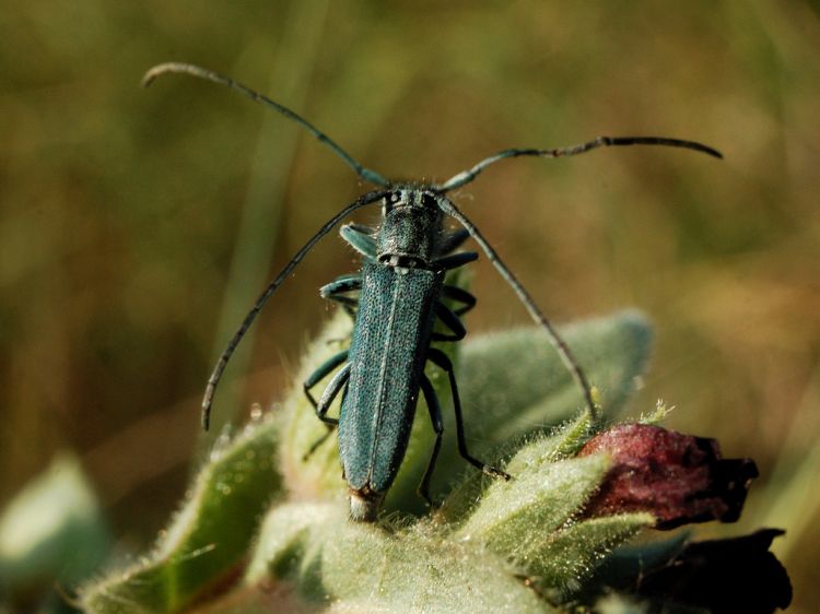 Phytoecia caerulescens - kozlíček kovolesklý