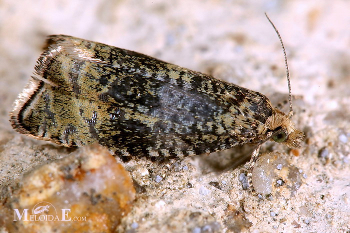 Syricoris lacunana - obaleč jahodníkový