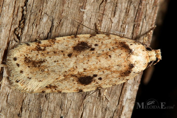 Agonopterix arenella - Brindled Flat-body