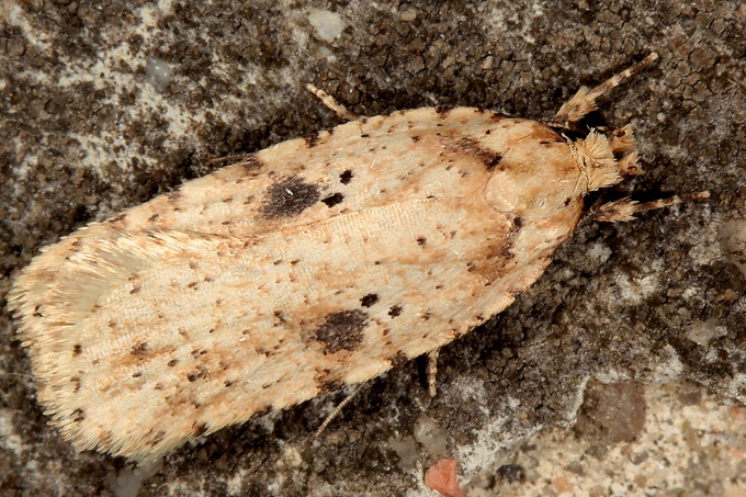 Agonopterix arenella - Brindled Flat-body