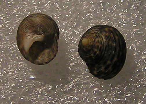 Gibbula cicer