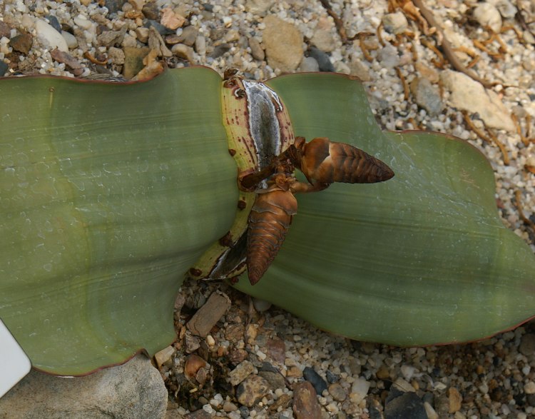 Welwitschia mirabilis - welwitschie podivná
