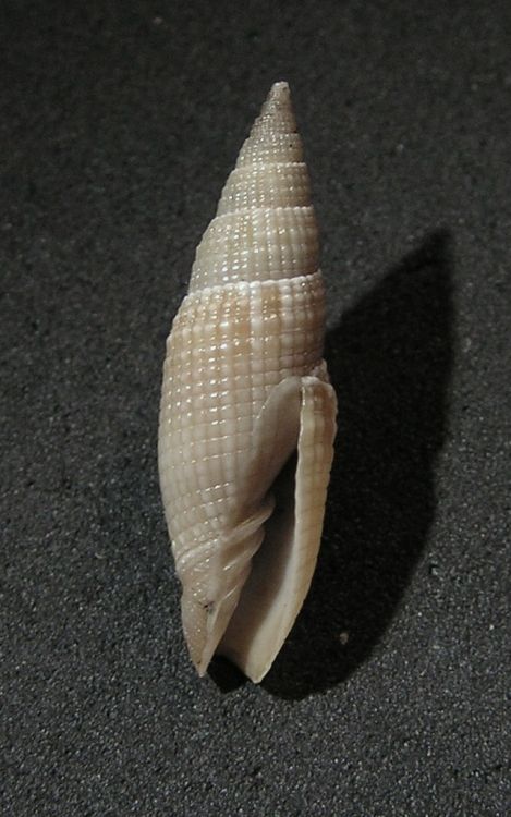 Domiporta hebes