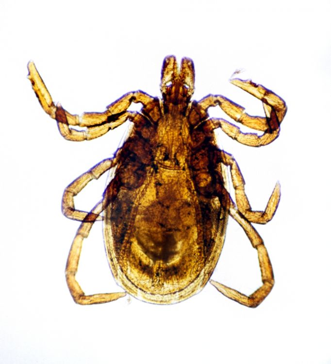 Ixodes ricinus - klíště obecné