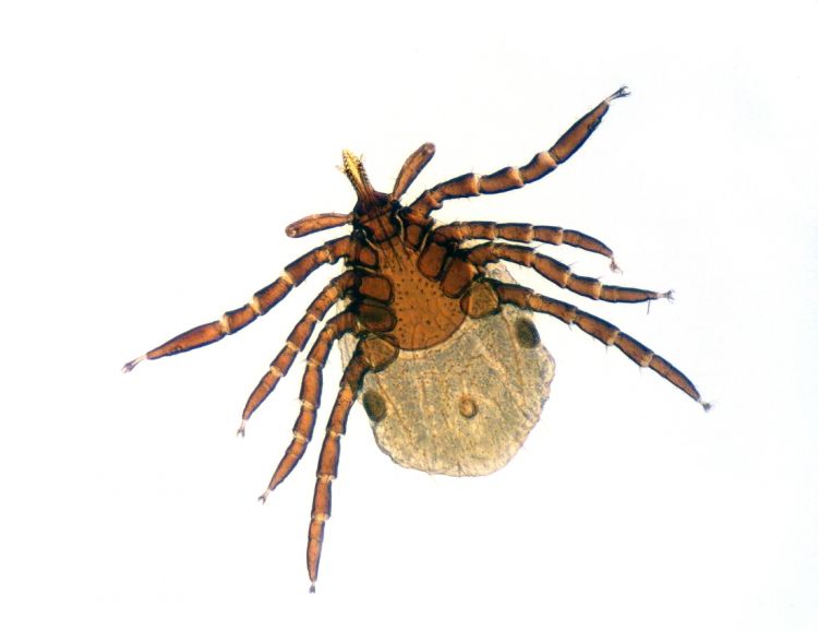 Ixodes ricinus - klíště obecné