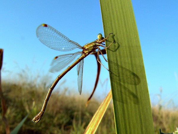 Lestes barbarus - šídlatka brvnatá