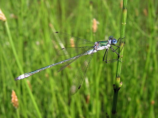 Lestes sponsa - šídlatka páskovaná