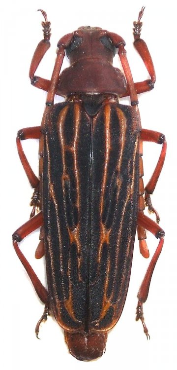 Nepiodes costipennis multicarinatus