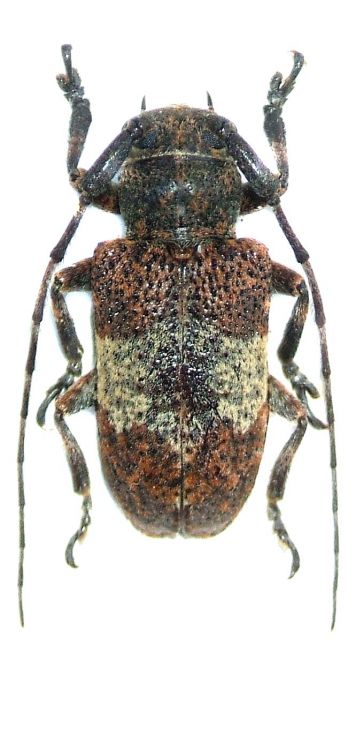 Desisa subfasciata
