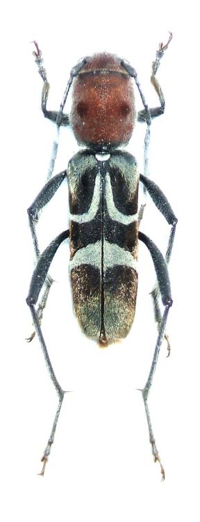 Perissus mutabilis