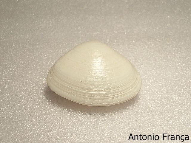 Spisula solida