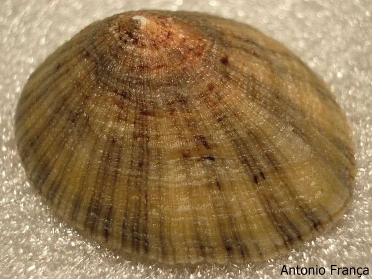 Patella vulgata - Common Limpet