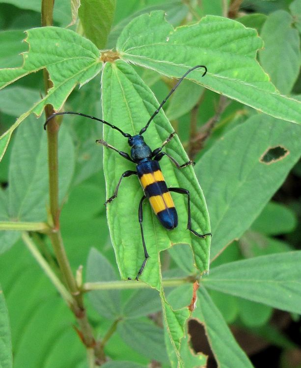 Polyzonus obtusus