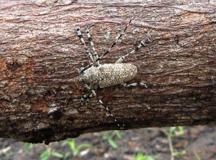 Coptops leucosticticus leucosticticus