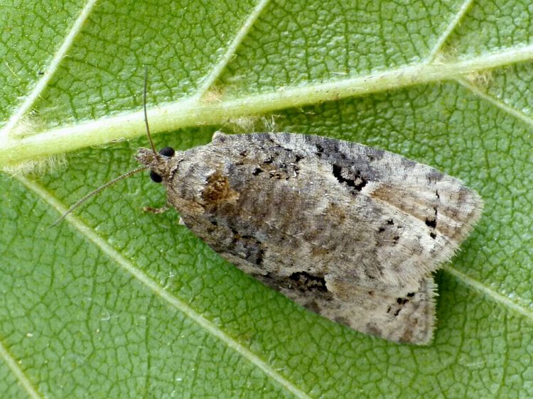 Apotomis infida