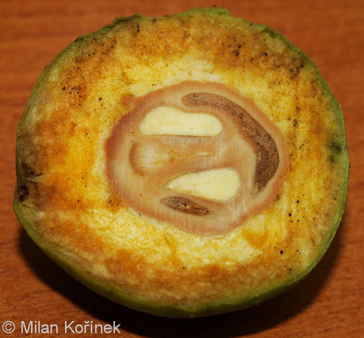 Juglans nigra - ořešák černý