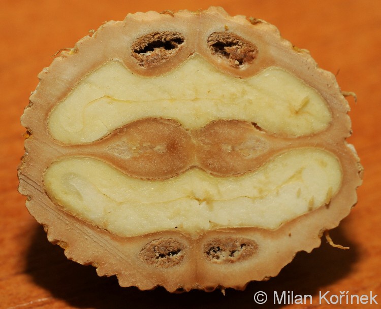 Juglans nigra - ořešák černý