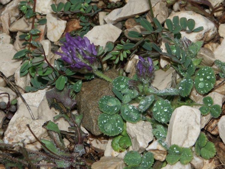 Trigonella coerulescens