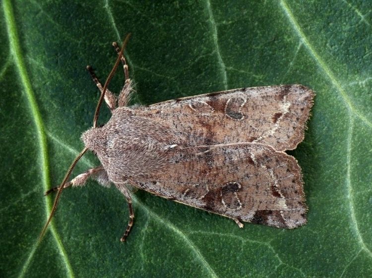 Orthosia incerta - jarnice březnová