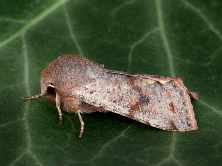 Orthosia incerta - jarnice březnová