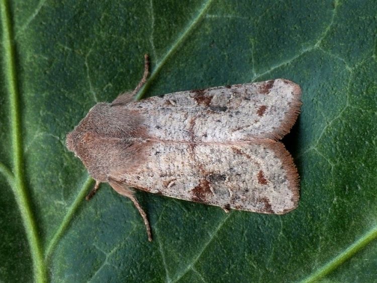 Orthosia incerta - jarnice březnová
