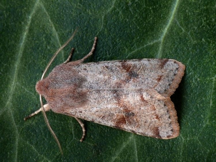 Orthosia incerta - jarnice březnová