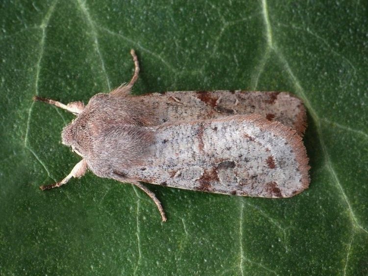Orthosia incerta - jarnice březnová