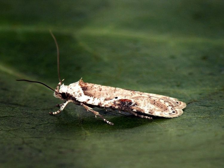 Agonopterix alstromeriana - Poison Hemlock Moth