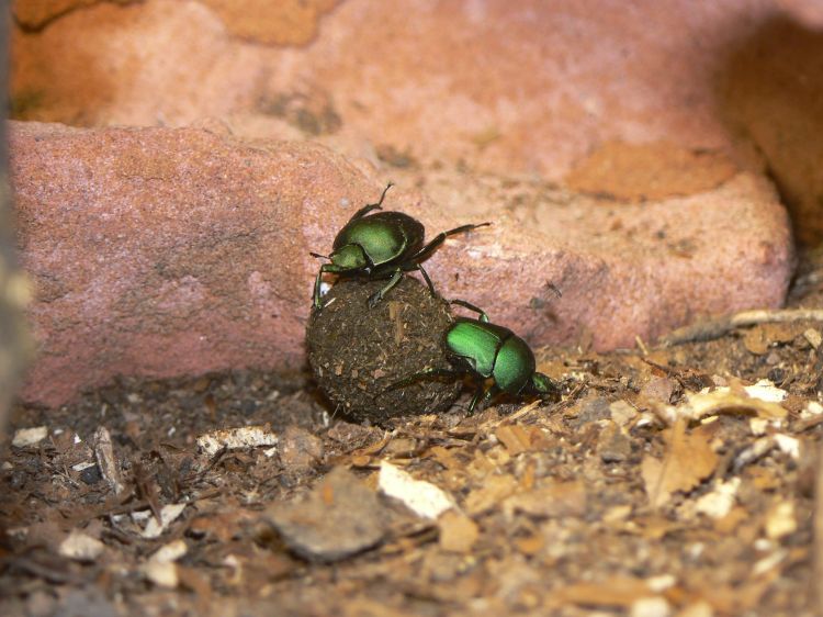 Gymnopleurus humanus